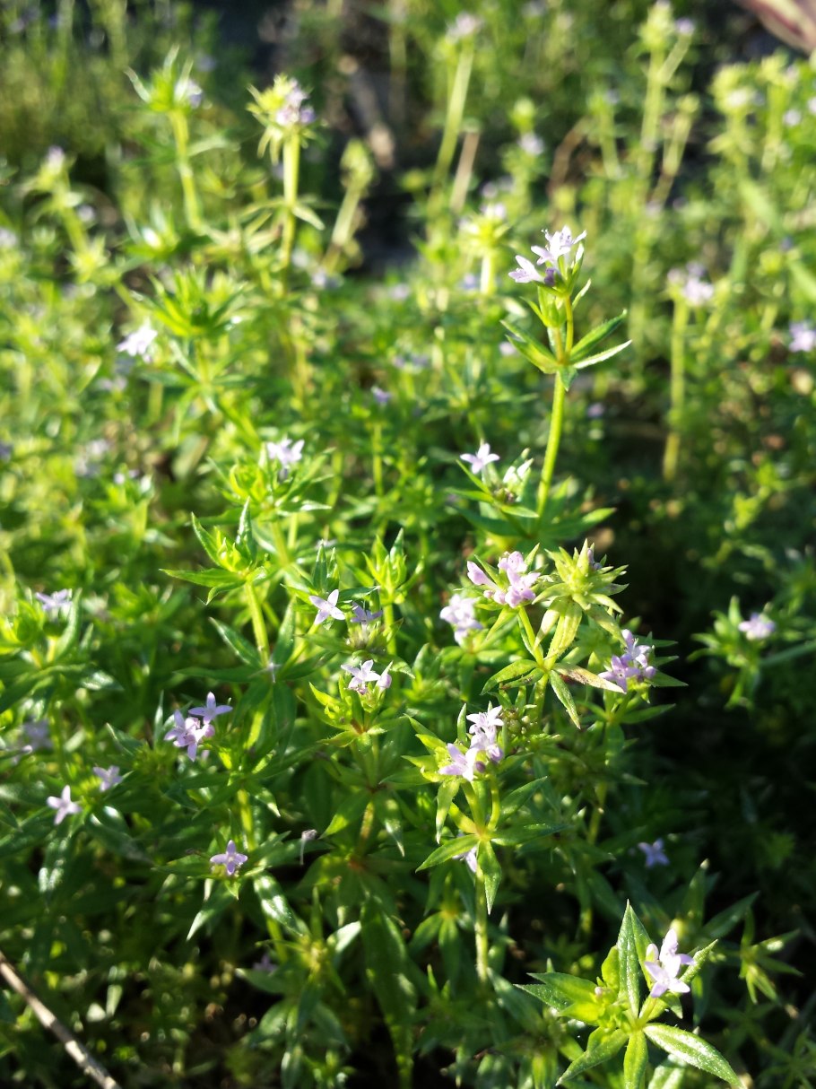 Шерардия Полевая