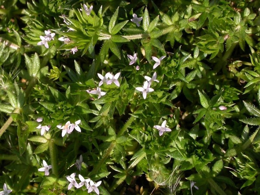 Жерардия растение