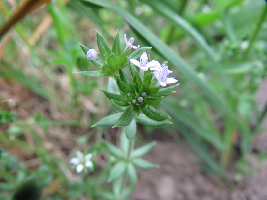 Sherardia arvensis
