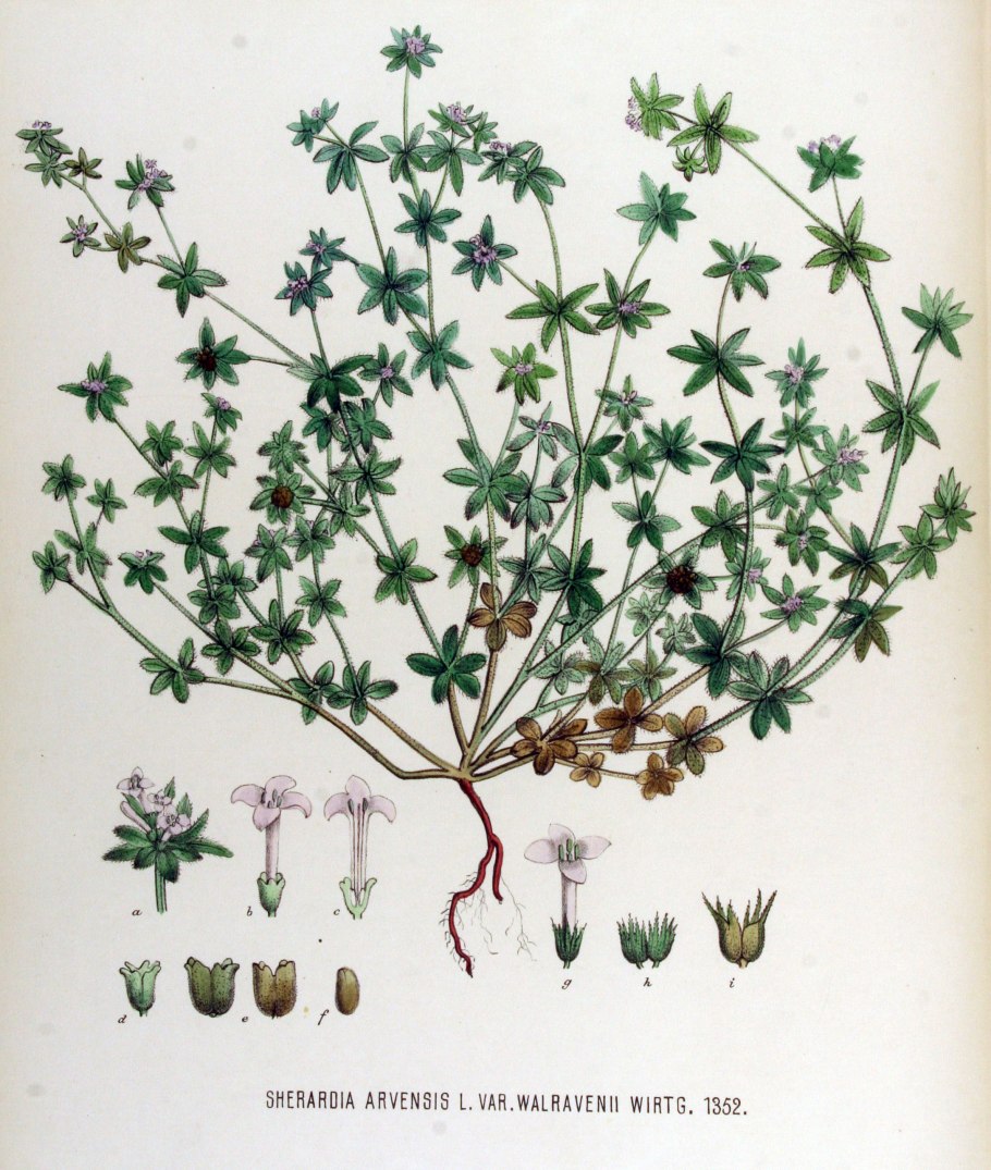 Семейства Rubiaceae Juss. Во флоре Чеченской Республики