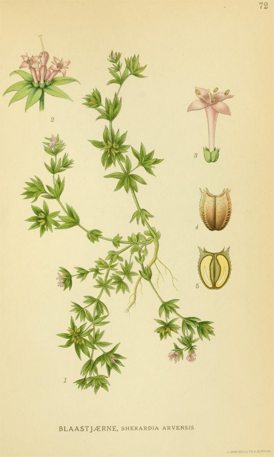 Жерардия Полевая