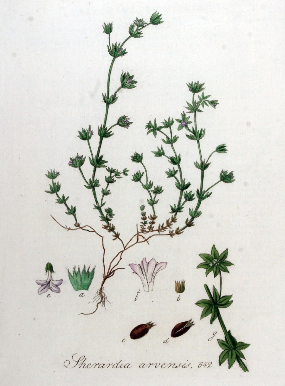 Мандик трава