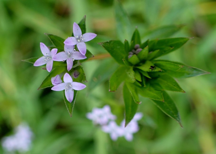 Жерардия Полевая