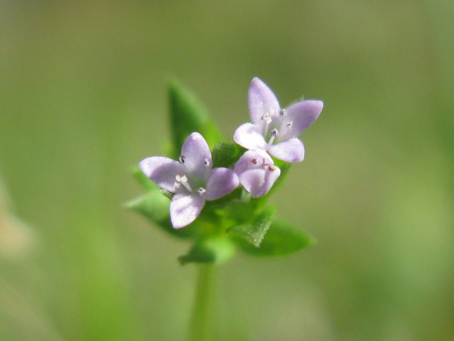 Жерардия Полевая семена