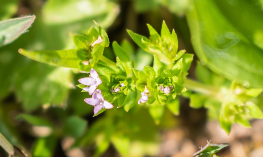 Жерардия Полевая