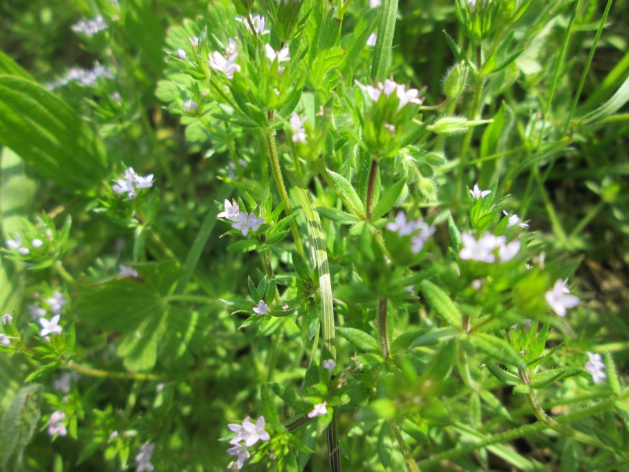 Жерардия растение