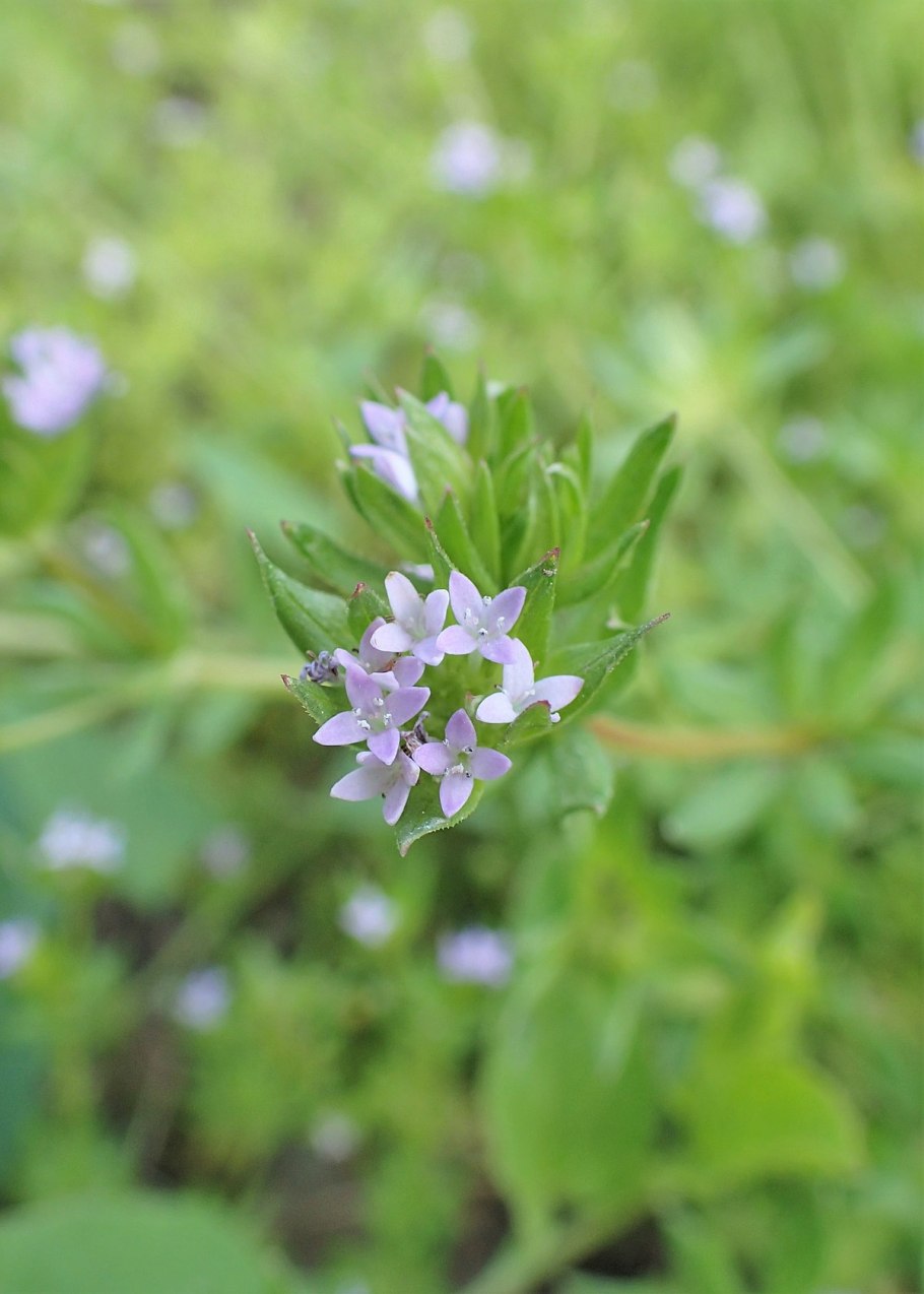 Sherardia arvensis l