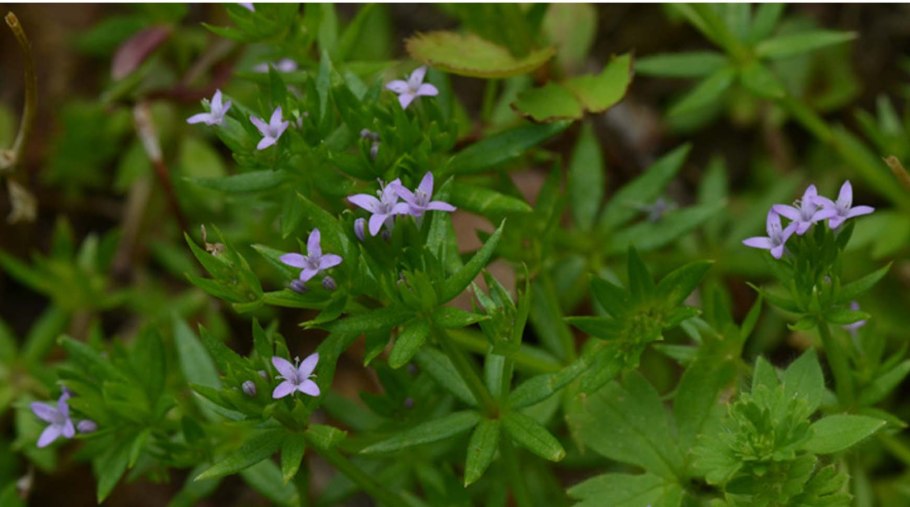 Жерардия Полевая семена