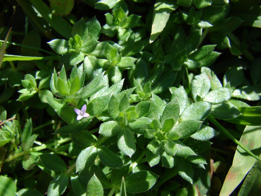 Жерардия растение