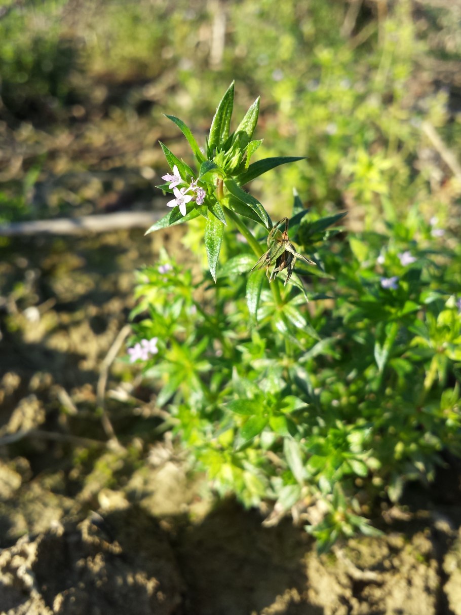 Семейства Rubiaceae Juss. Во флоре Чеченской Республики