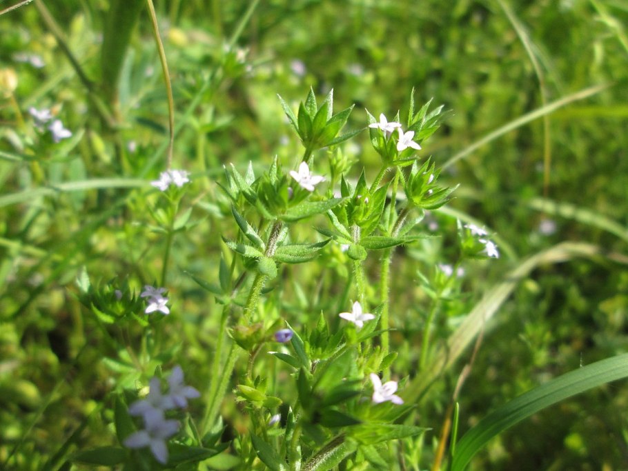 Мандик трава