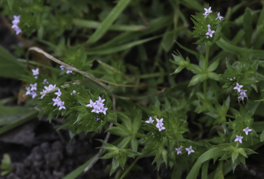 Жерардия Полевая