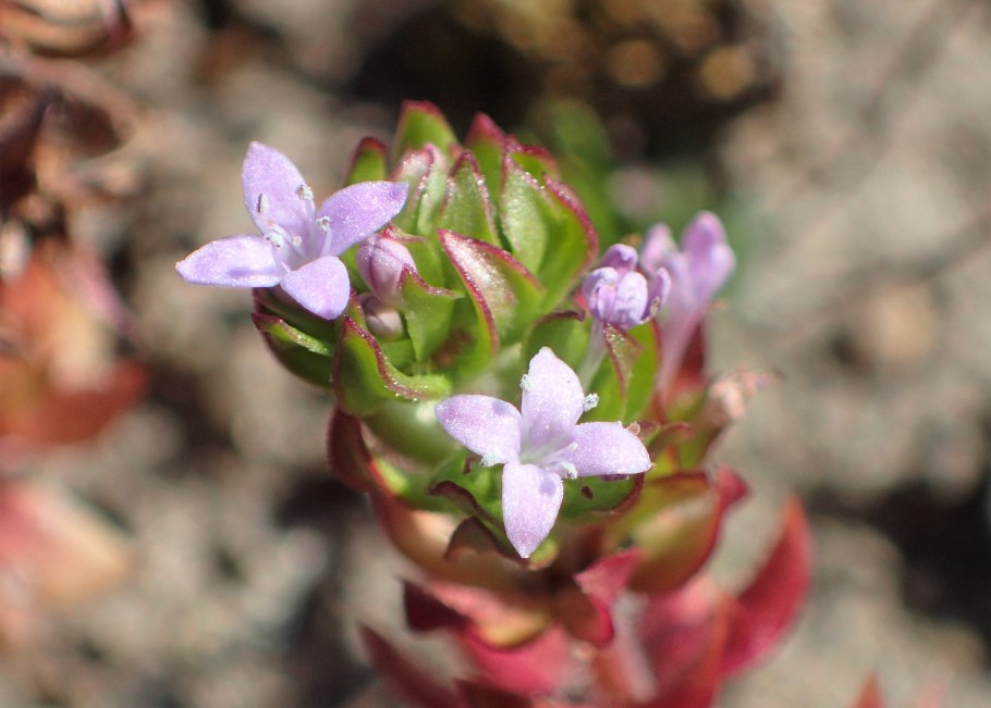 Жерардия Полевая