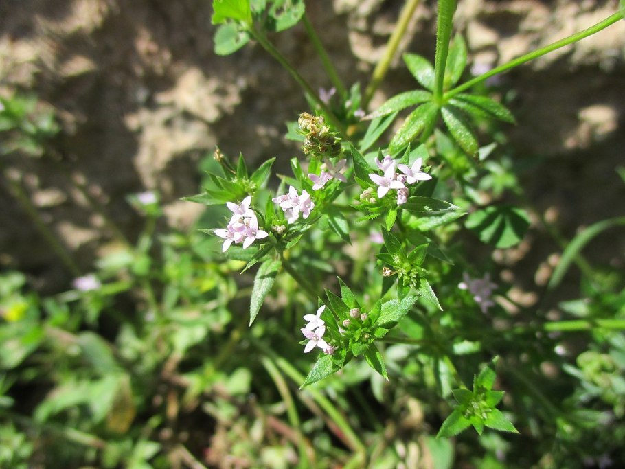 Sherardia arvensis l
