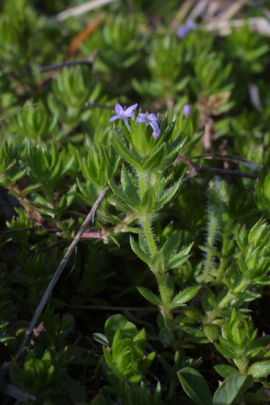Шерардия Полевая