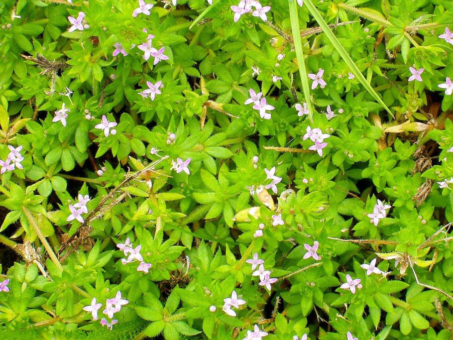 Жерардия Полевая