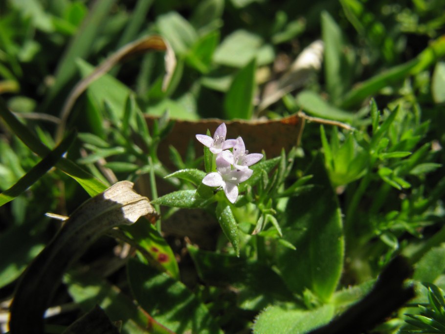 Жерардия Полевая семена