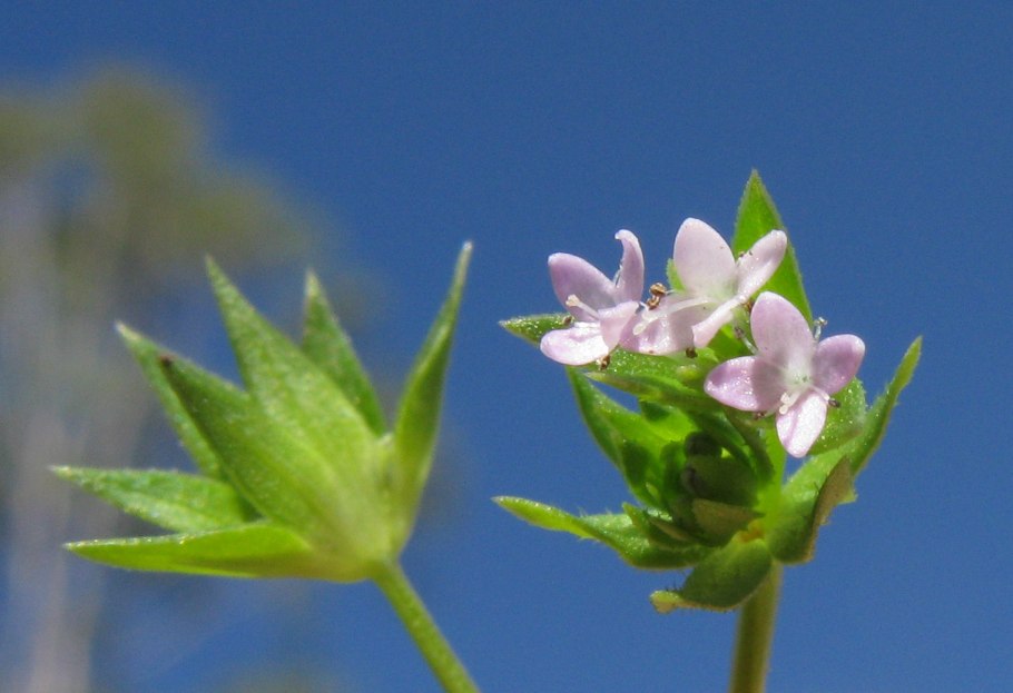 Sherardia arvensis l