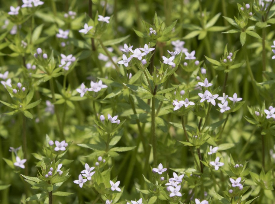 Жерардия Полевая