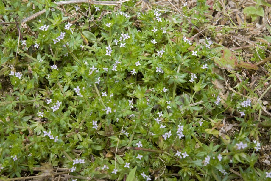 Мандик трава