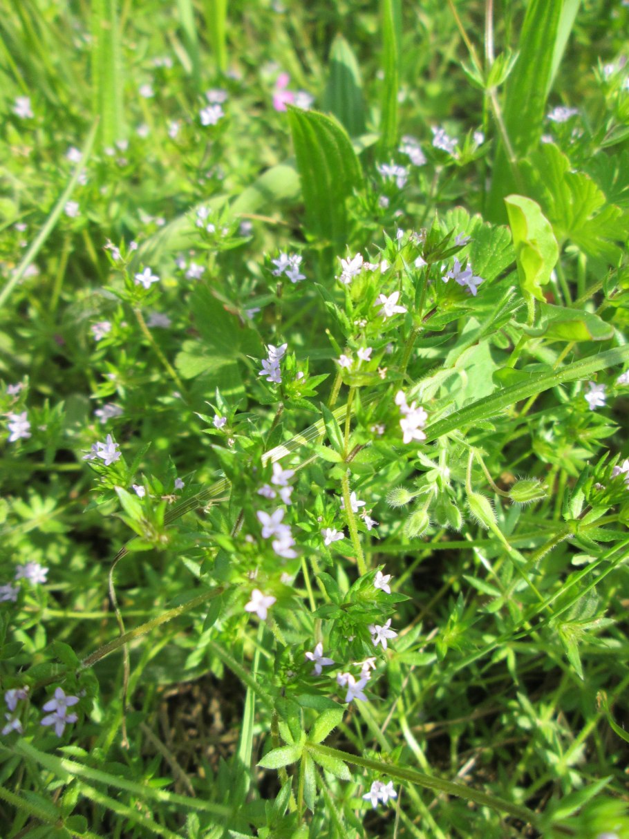 Два растения на букву э