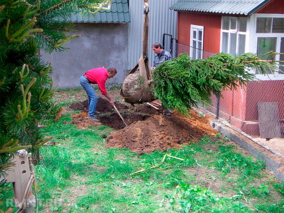 Посадка елок на участке