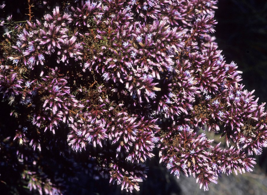 Andersonia sprengelioides