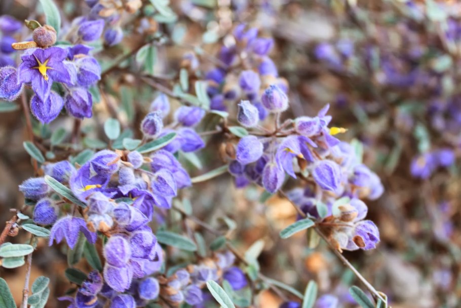 Андерсония растение