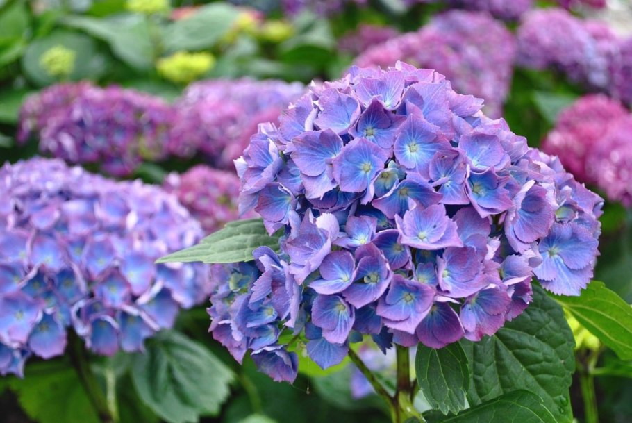 Гортензия Бавария крупнолистная