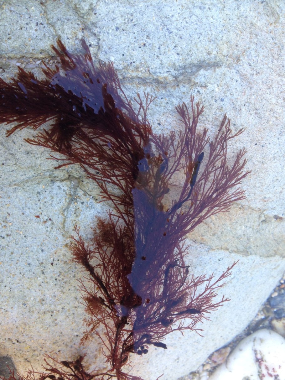 Шандра реснитчатая