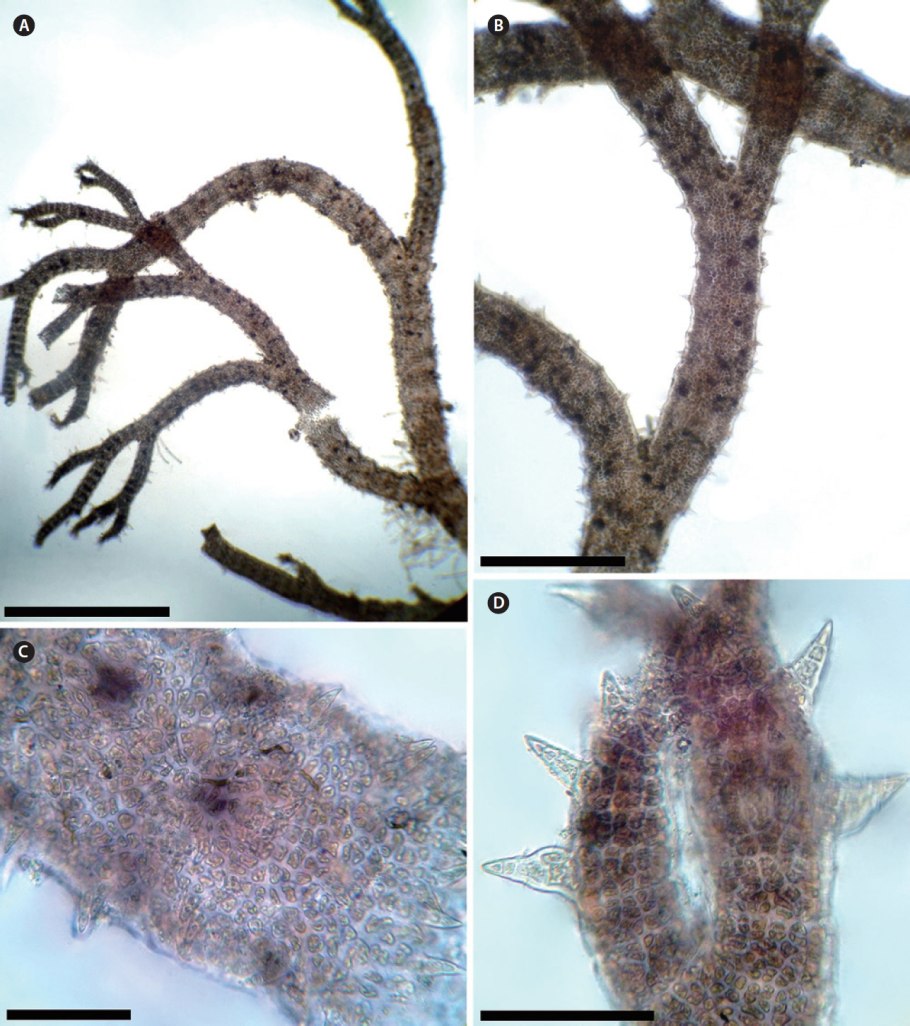Амсония Восточная