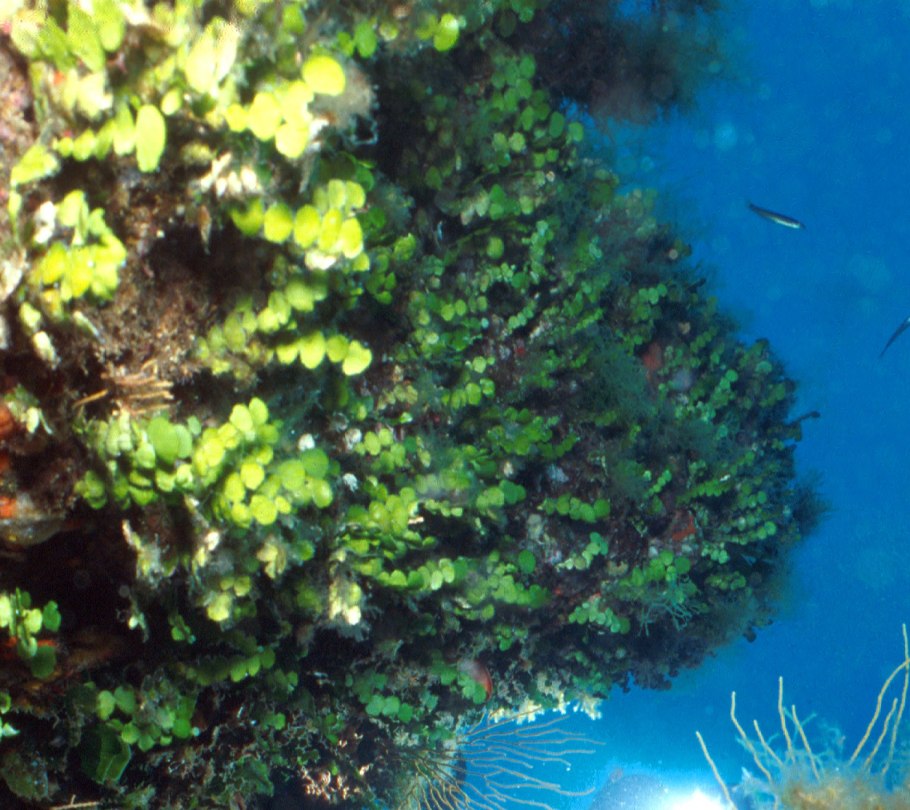 Rubiaceae nertera ciliata