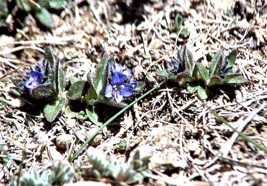 Чивини Туна