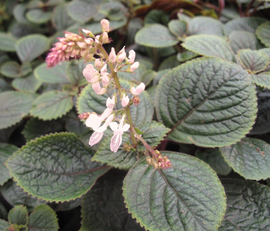 Фабиана черепитчатая