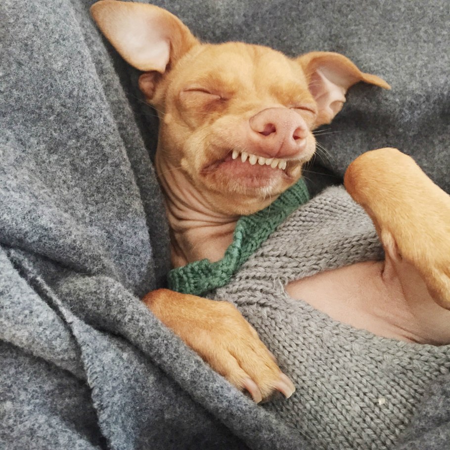 Реснички эпителия