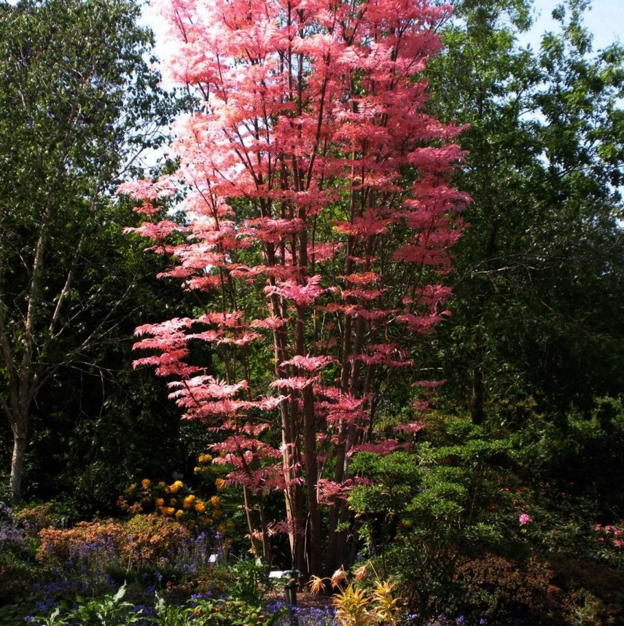 Цедрела (Cedrela sinensis