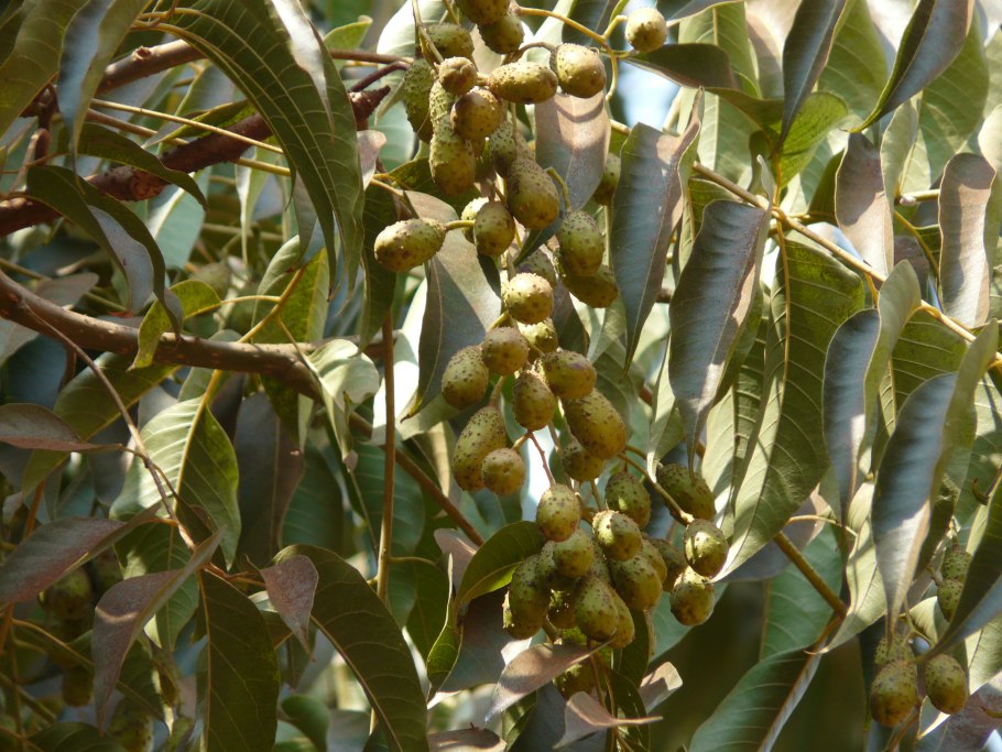 Toona sinensis Flamingo