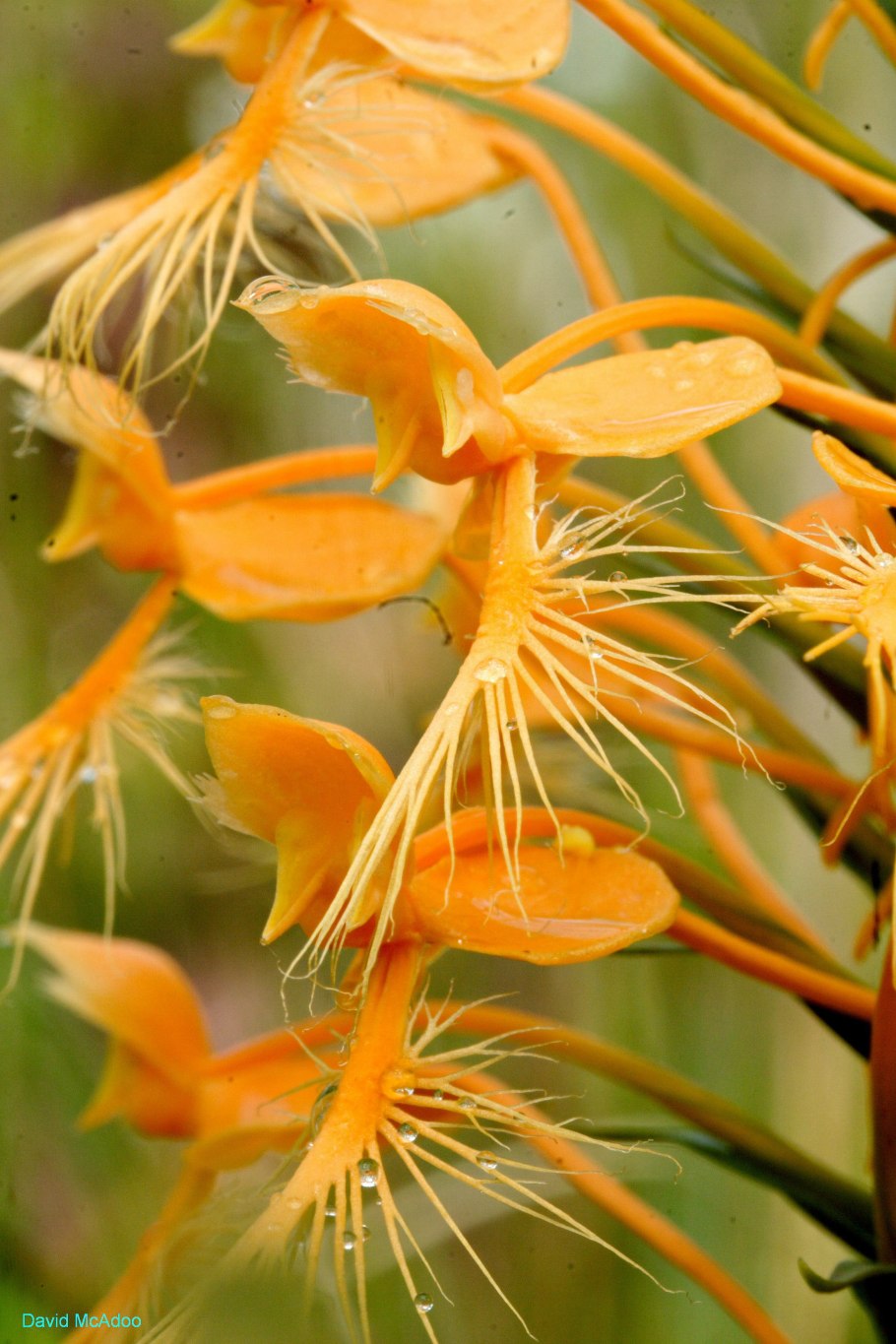 Кладония Арктическая