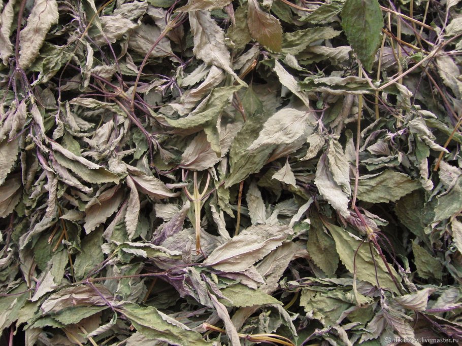 Церамиум реснитчатый