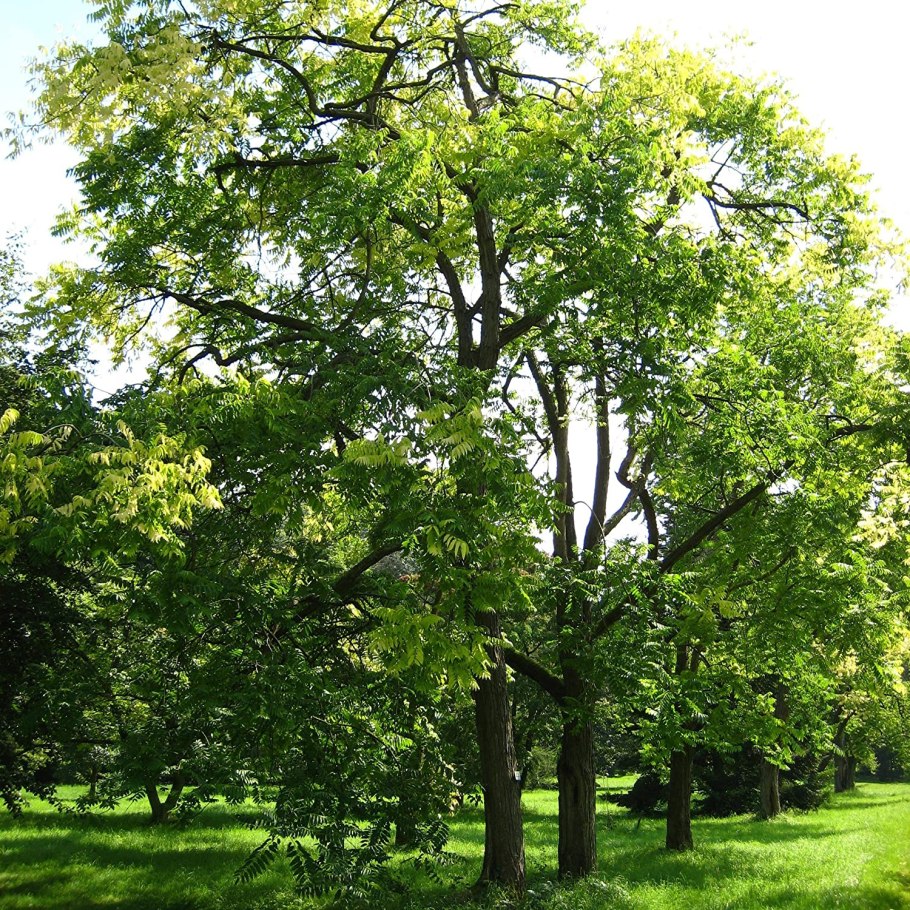 Коралловый риф полипы актинии