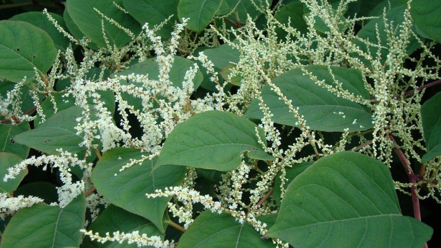 Подковник реснитчатый