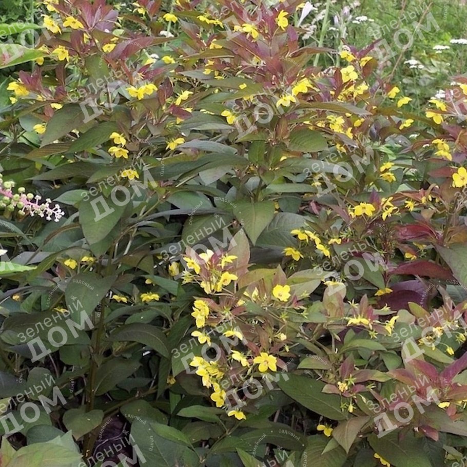 Красные водоросли багрянки