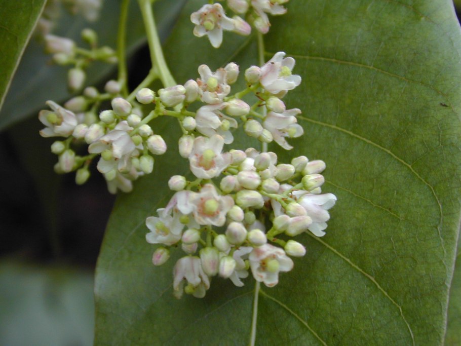 Церамиум реснитчатый