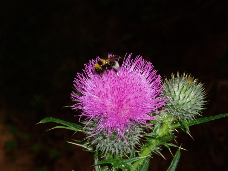 Галинсога мелкоцветковая американка