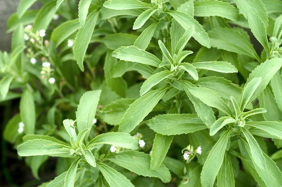 Стевия кустарник