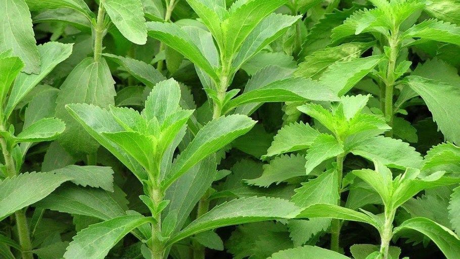 Стевия (Stevia)