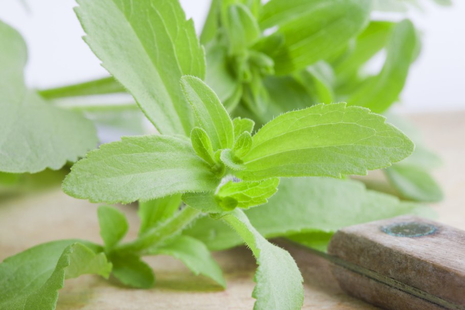 Stevia rebaudiana
