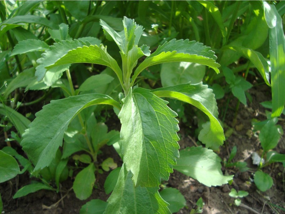 Stevia rebaudiana