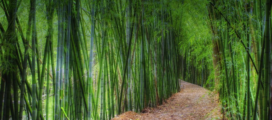 Бамбуковые Рощи в Китае