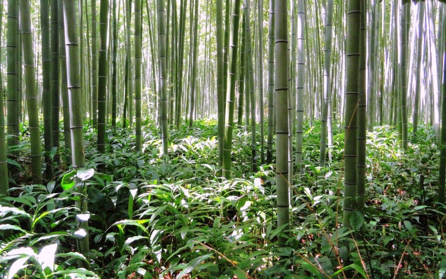 Бамбук японский Ориенталь